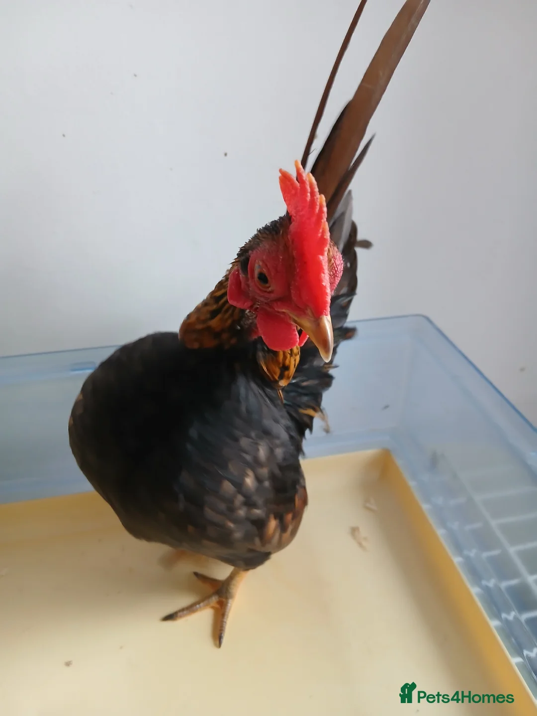 Chickens poultry for sale: 1 handsome serama Cockerell left  - Advert 4