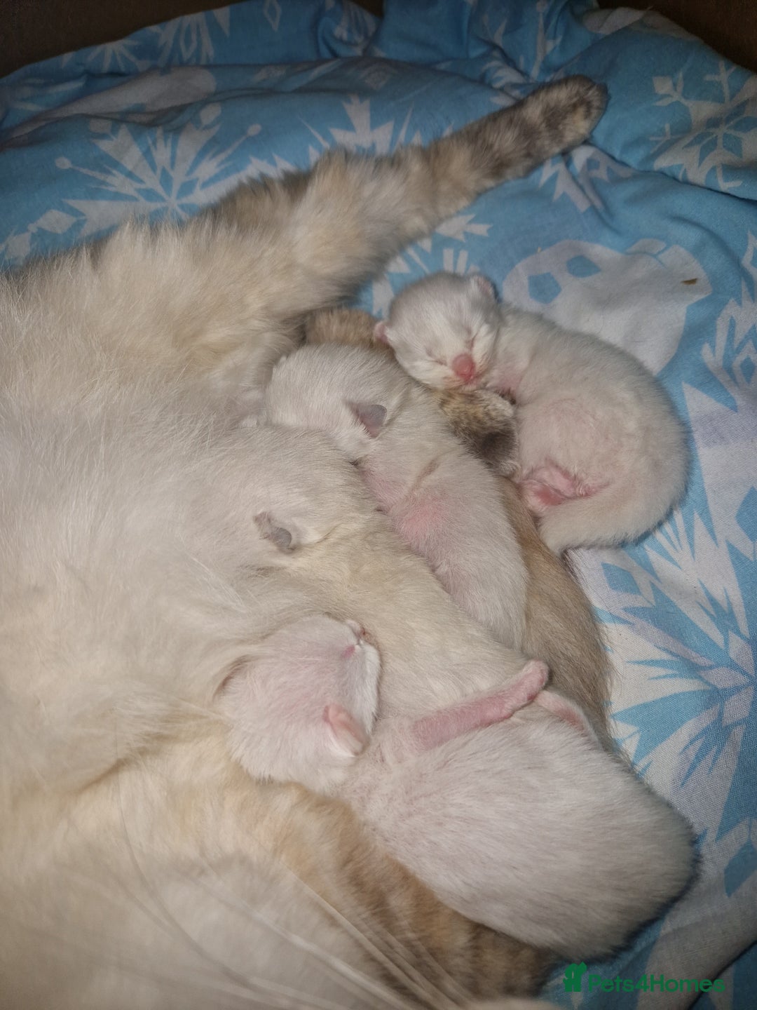 Ragdoll cats for sale: 4 Beautiful Ragdoll Kittens - Image 2