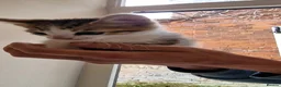 Domestic Shorthair cats for sale: Kittens £10 - Advert 7