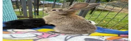 Mini Lop rabbits for sale: 3 calm lops for sale need gone urgently ready now - Advert 5
