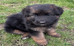 German Longhaired Pointer dogs for sale: PURE German Shepherd Puppy girl - Image 6