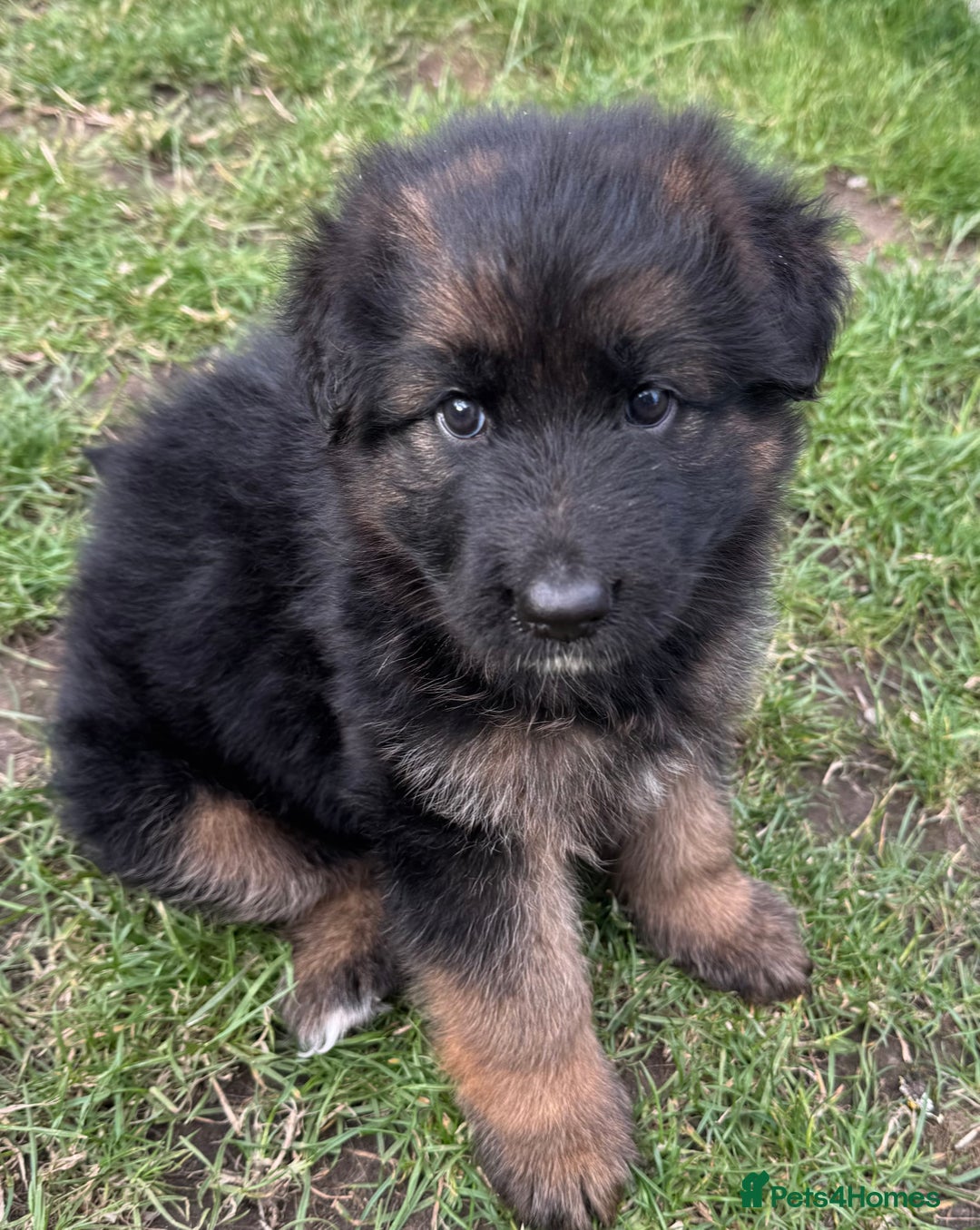 German Longhaired Pointer dogs for sale: PURE German Shepherd Puppy girl - Image 6