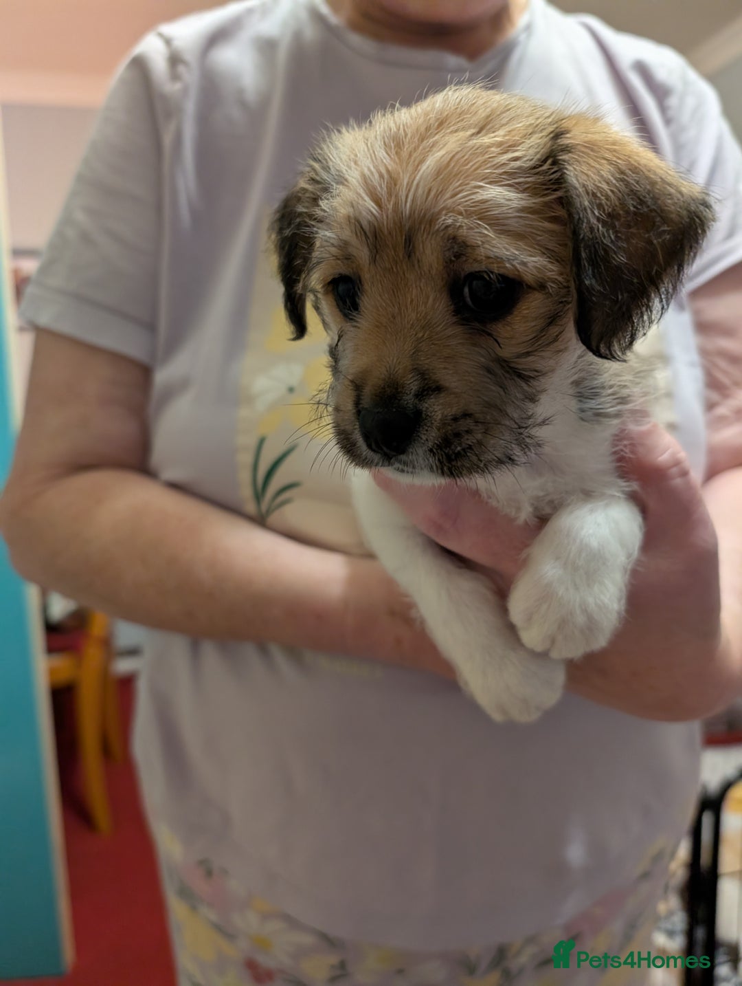 Mixed Breed dogs for sale: Shih Tzu Terrier cross  - Image 20