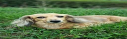 Miniature Dachshund dogs for sale: Cuddly chap needs a Country home.  - Advert 2
