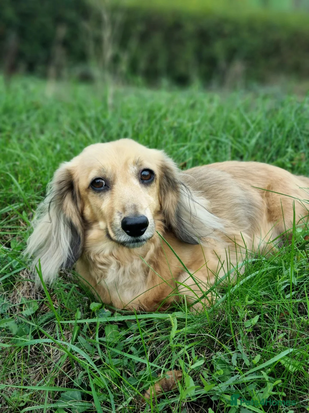 Miniature Dachshund dogs for sale: Cuddly chap needs a Country home.  - Advert 2