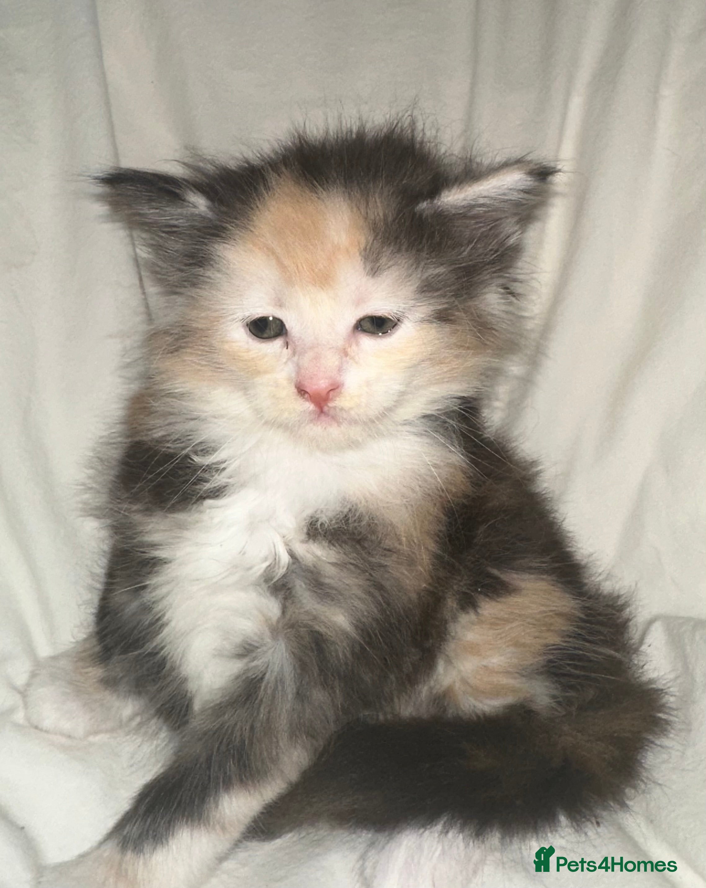 Maine Coon cats Tica Registered  Maine Coon Girl - Advert 5