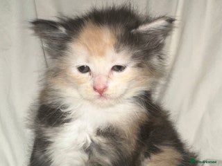 Maine Coon cats Tica Registered Maine Coon Girl - Advert 10