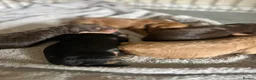 Cockapoo dogs for sale: Beautiful F1 Cockapoo Puppies – Ready Soon  £1,200 - Advert 7