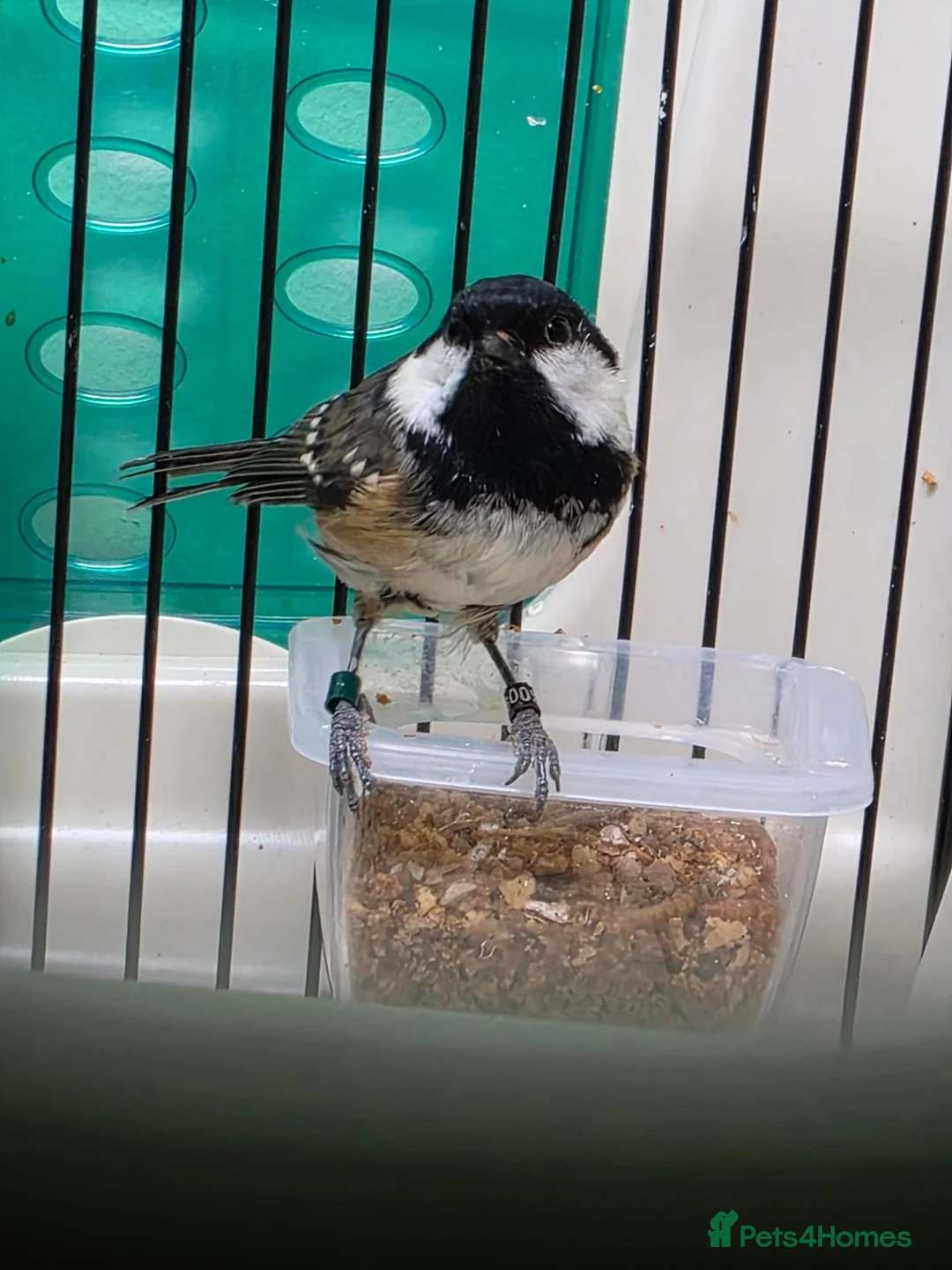 Softbills birds for sale: cold tits  - Advert 2