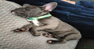 French Bulldog dogs - Advert 5