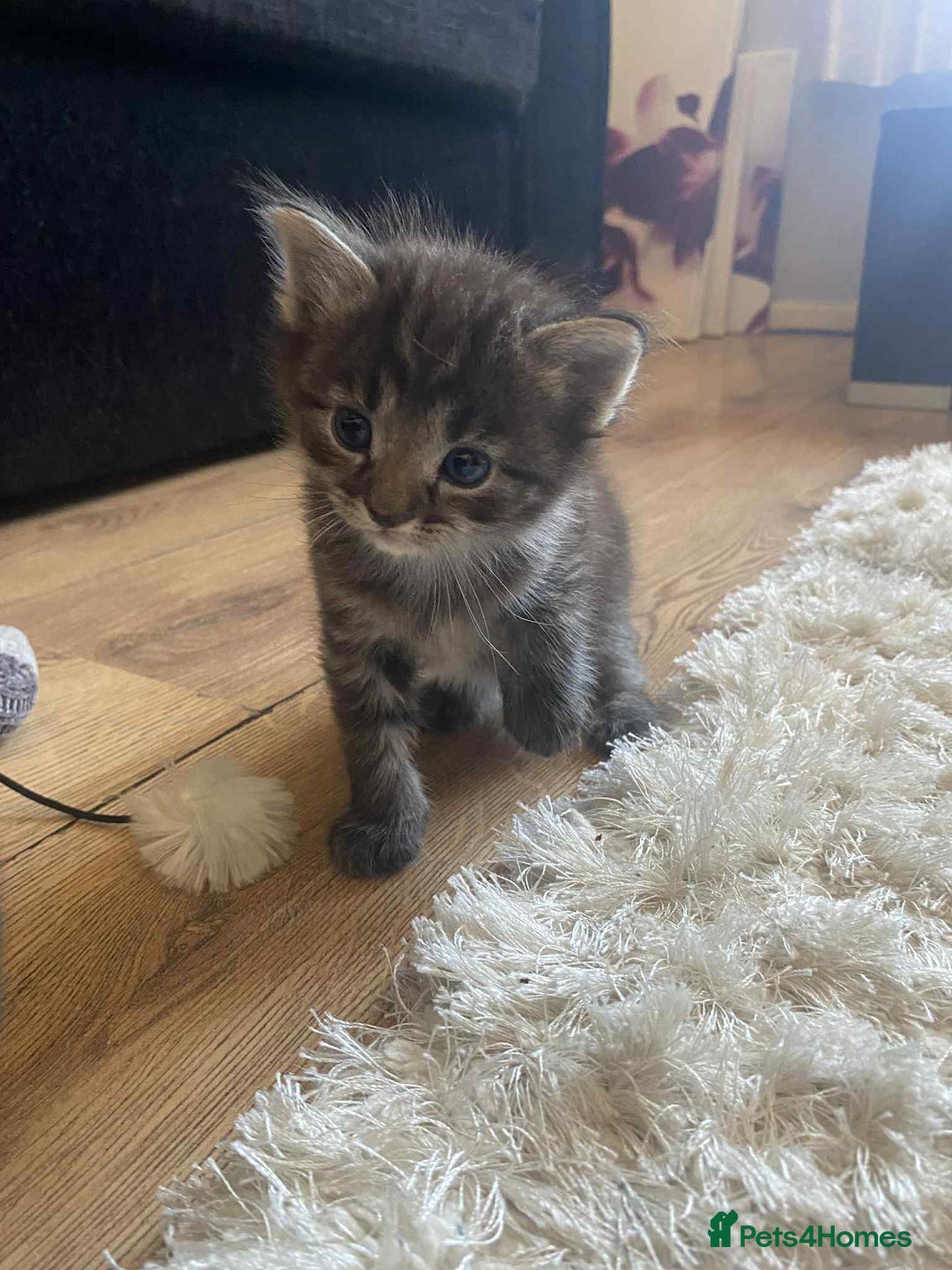 Domestic Shorthair cats for sale: 4 beautiful kittens  - Image 5