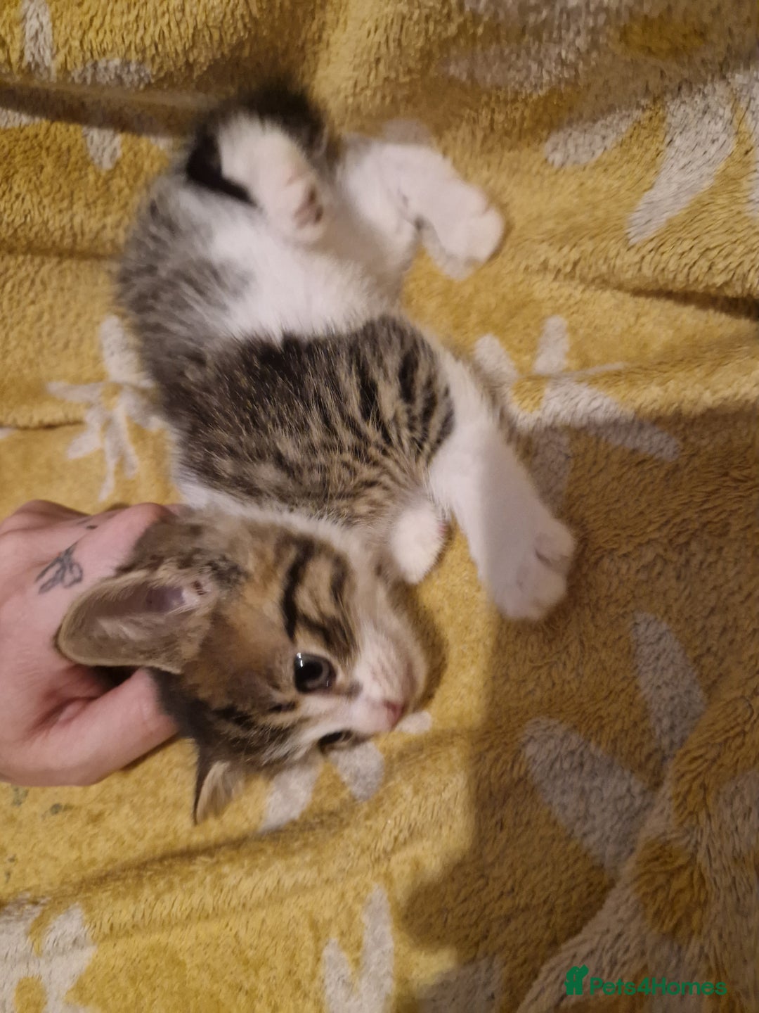 Mixed Breed cats for sale: 5 stunning kittens - Image 3