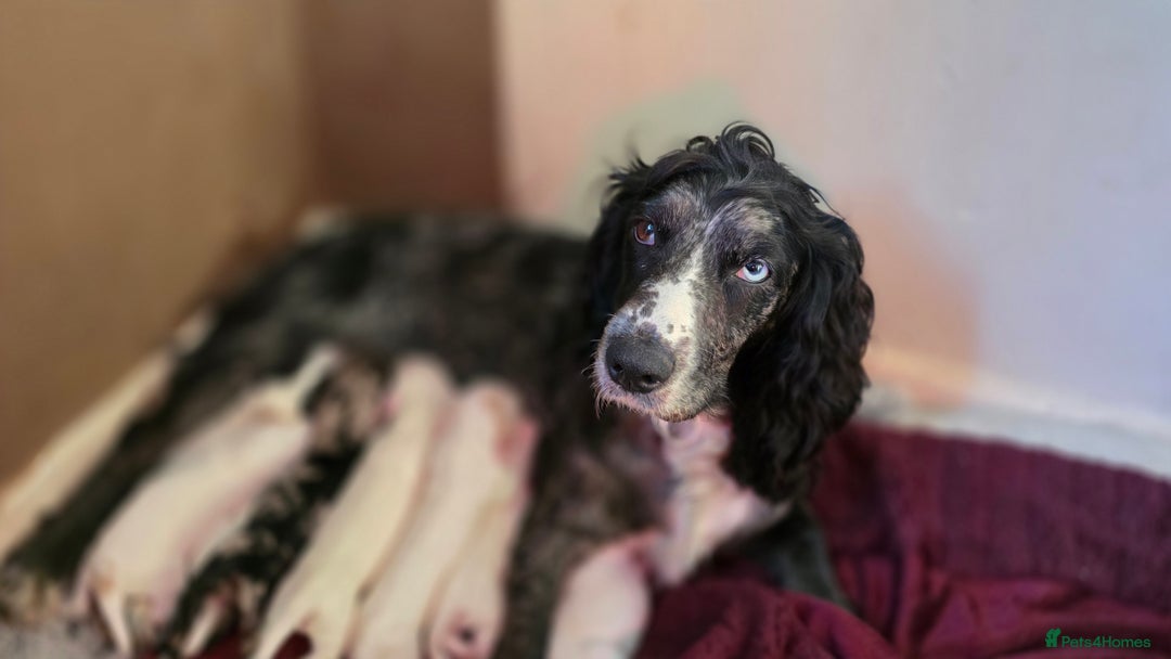 Mixed Breed dogs for sale: Beautiful cocker spaniels - Image 15