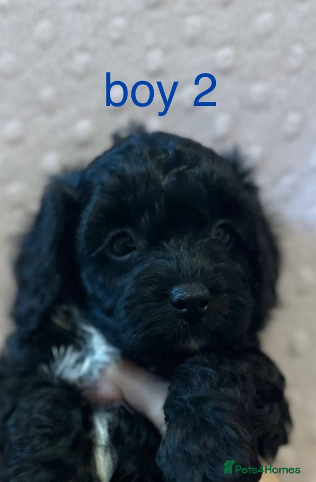 Cockapoo dogs for sale: Beautiful F1B cockapoo puppies READY TO GO - Image 5