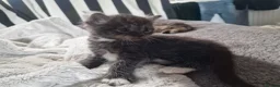 Mixed Breed cats for sale: Ghost tabby kittens in Broxburn - Advert 2