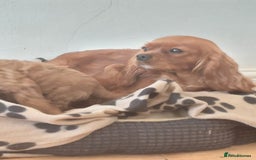 Cavapoo dogs for sale: Red F1 cavapoos Suoerb with full DNA tests - Image 6