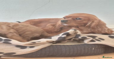 Cavapoo dogs - Advert 1