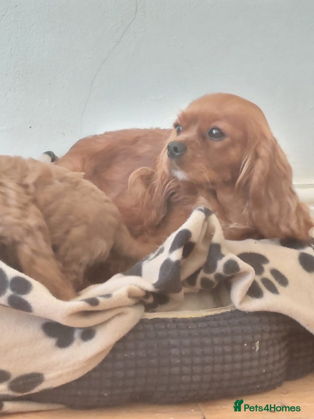 Cavapoo dogs for sale: Red F1 cavapoos Suoerb with full DNA tests - Image 6