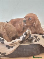 Cavapoo dogs - Advert 1