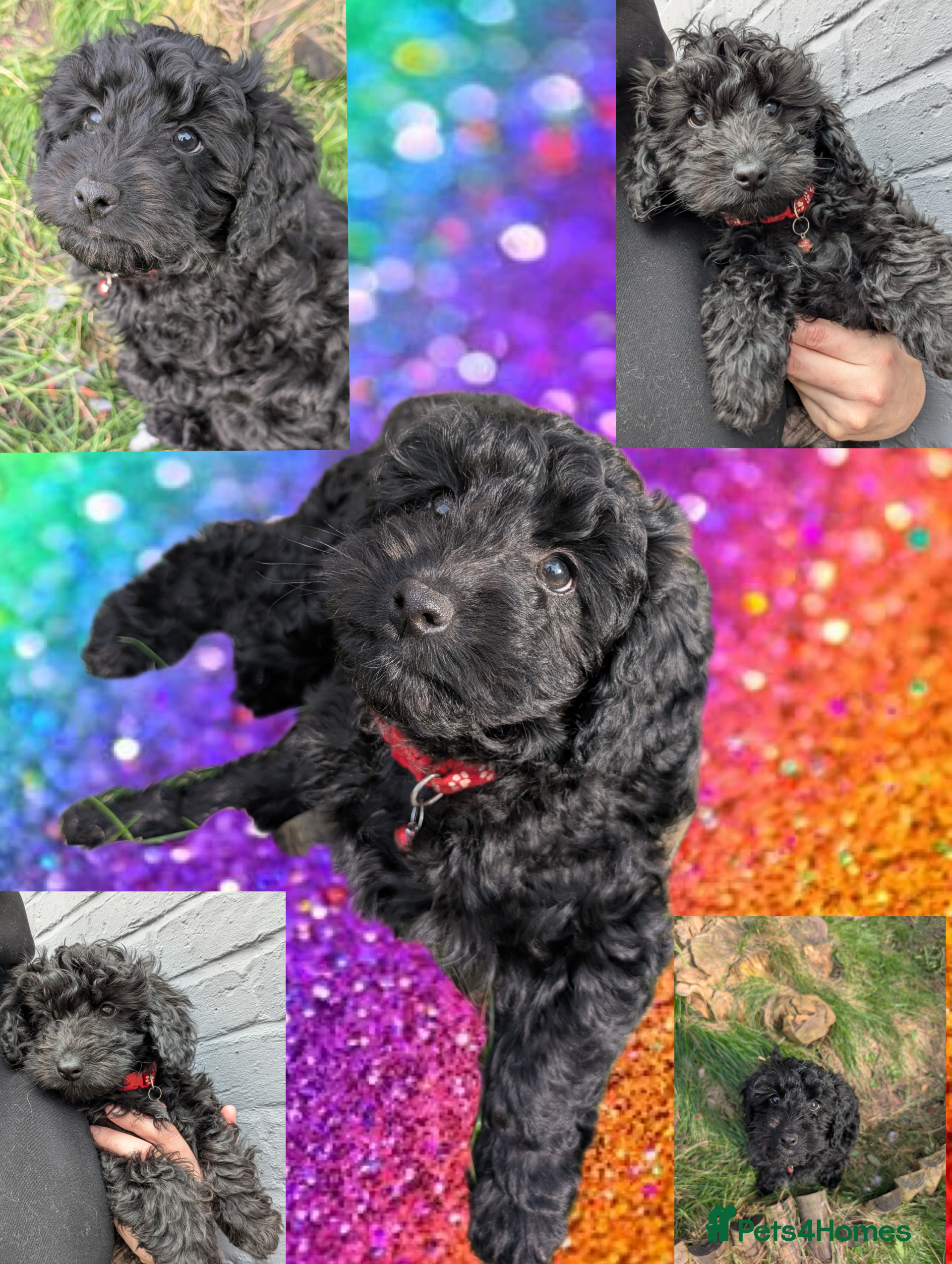 Cockapoo dogs 1 boy left 🐶🥰 Miniature Cockapoo 🐾 DNA Cleared - Advert 18