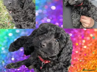 Cockapoo dogs 1 boy left 🐶🥰 Miniature Cockapoo 🐾 DNA Cleared - Advert 18