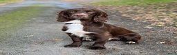Sprocker dogs for stud: Health tested sprocker for stud in Shrewsbury - Advert 1