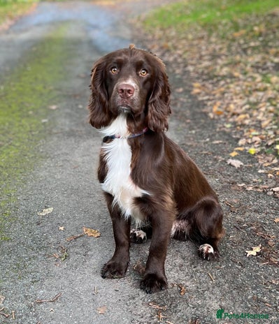 Sprocker dogs in Shrewsbury - Advert 1