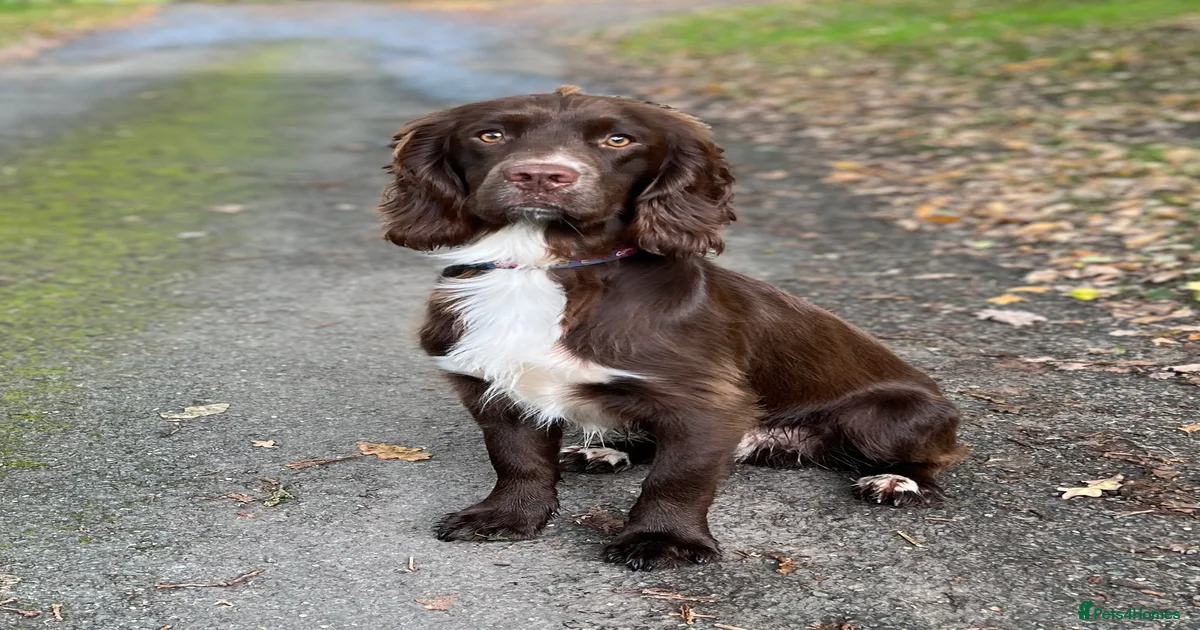 Health tested sprocker for stud for stud in Shrewsbury | Pets4Homes