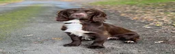 Sprocker dogs for stud: Health tested sprocker for stud in Shrewsbury - Advert 1