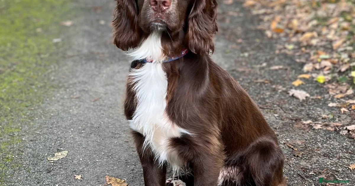 Pixel Sprocker Health tested sprocker for stud for stud in Shrewsbury | Pets4Homes