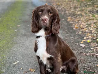 Sprocker dogs Health tested sprocker for stud in Shrewsbury - Advert 3