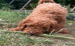 Cockapoo dogs for stud: *handsome F1 Cockapoo stud in Melrose - Advert 34