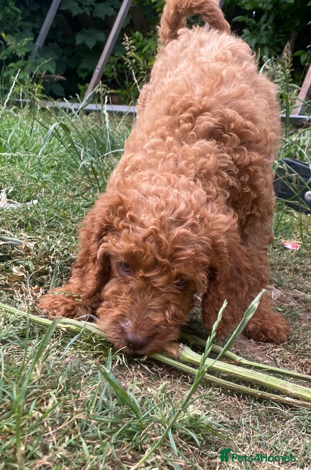 Cockapoo dogs for stud: *handsome F1 Cockapoo stud in Melrose - Advert 34