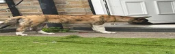 Akita dogs for sale: Blaze The American Akita - 6 Months Old 🔥 in Shipley - Advert 5