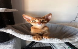 Abyssinian cats for sale: Available NOW 🤩Abyssinian kittens 😍 in Lincoln - Image 25