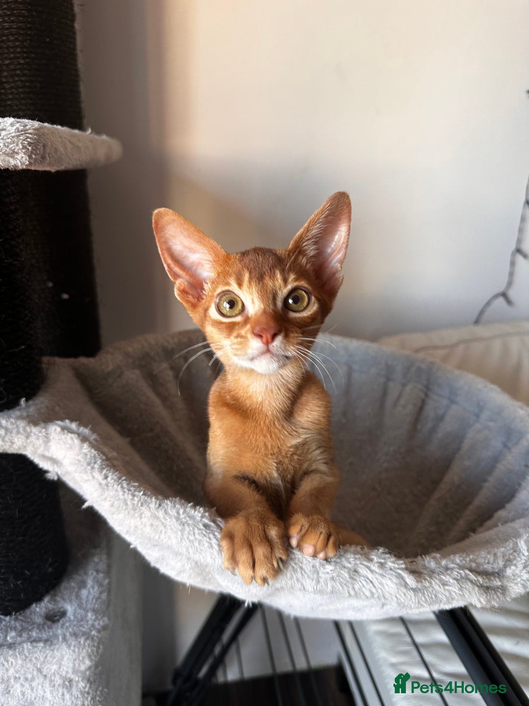 Abyssinian cats for sale: Available NOW 🤩Abyssinian kittens 😍 in Lincoln - Image 25