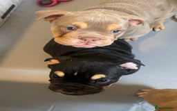 English Bulldog dogs for sale: Pedigree English bulldogs top-lines (7 weeks old)  - Image 9