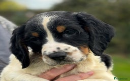 English Springer Spaniel dogs for sale: KC Calm English Springer Spaniel Puppies - Image 28