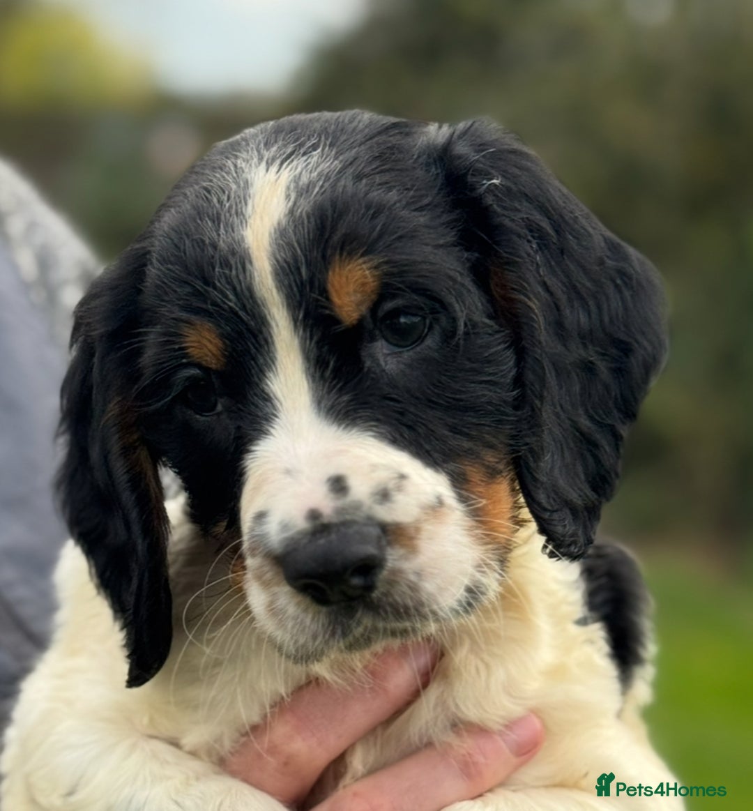 English Springer Spaniel dogs for sale: KC Calm English Springer Spaniel Puppies - Image 28