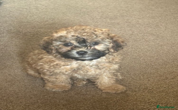 Shihpoo dogs - Advert 2