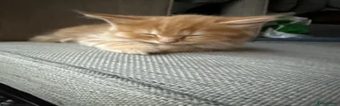 Kitten 6