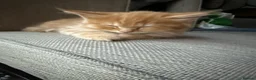 Mixed Breed cats for sale: Maine coon x Ragdoll in Taunton - Advert 6