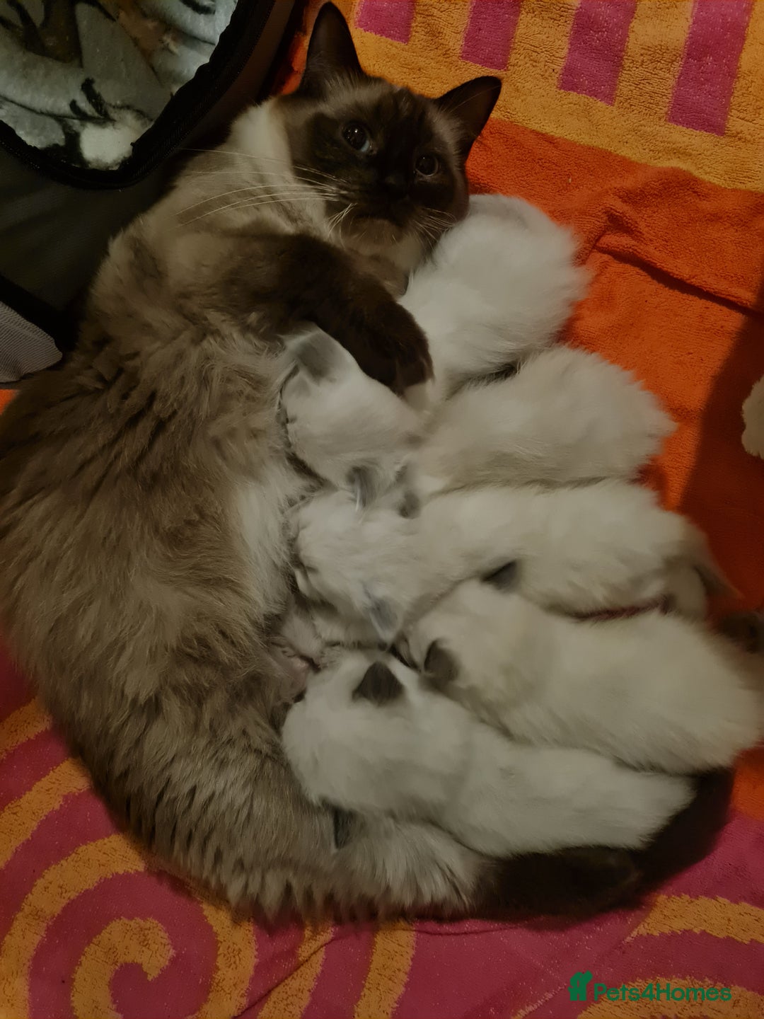 Ragdoll cats for sale: GCCF Registered Pedigree Ragdoll Kittens - Advert 16