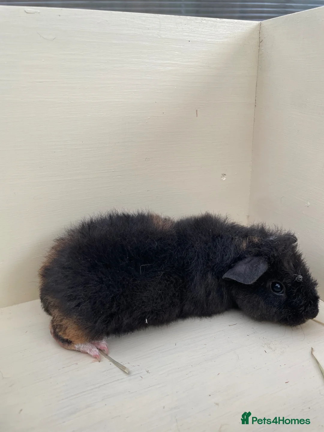 Guinea Pig rodents for sale: Baby Guinea pigs Teddy & funky  - Advert 1