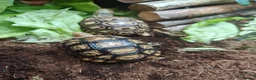 Tortoise reptiles for sale: Leopard spotted Tortoises  - Advert 4