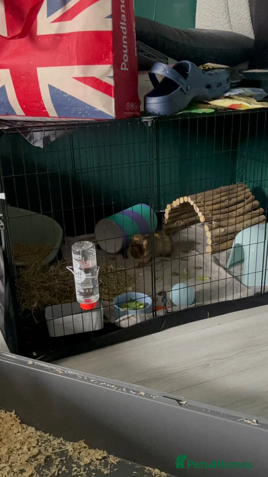Guinea Pig rodents for sale: Guinea pig  in Tamworth - Advert 2