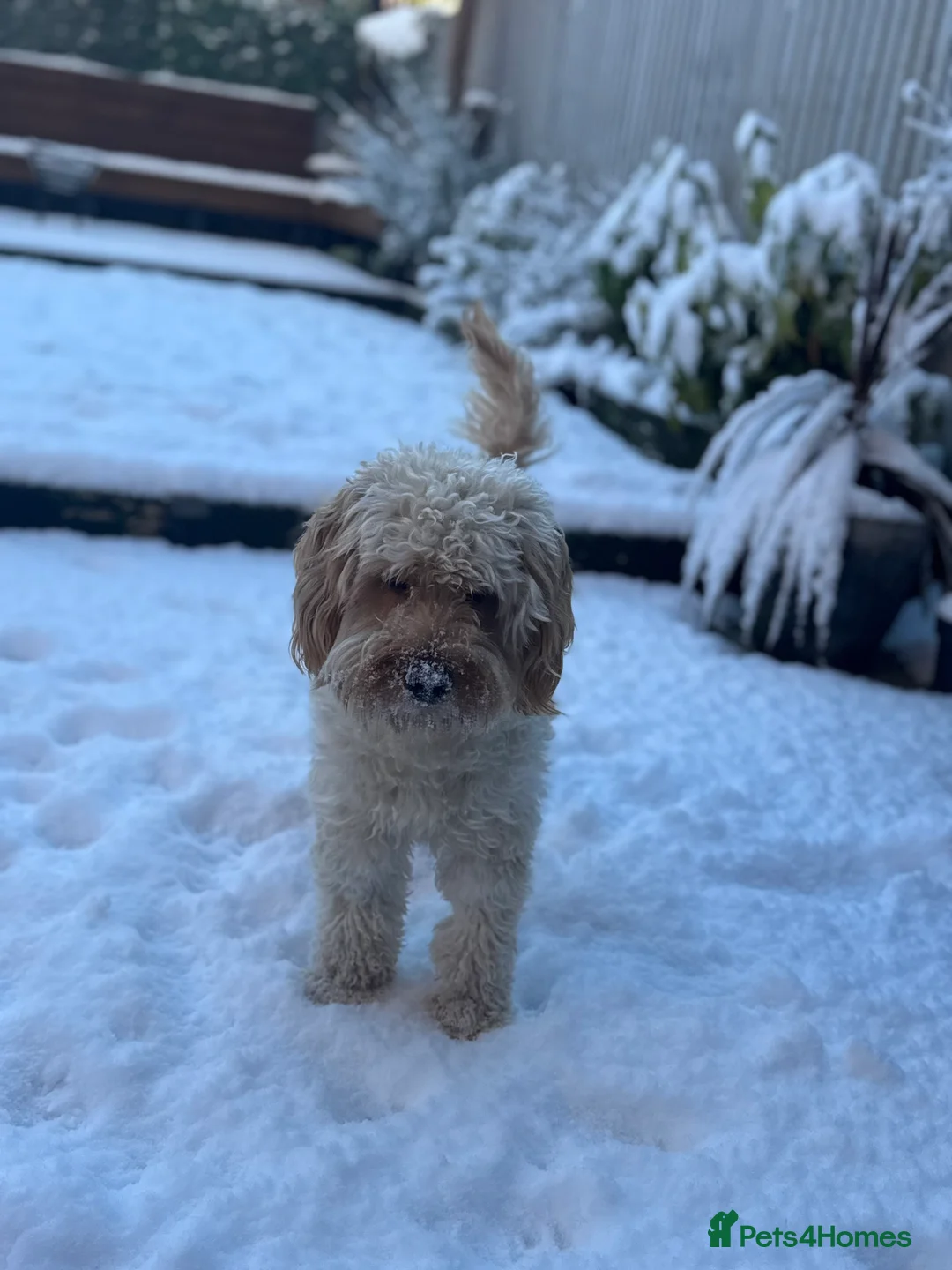 Double Doodle dogs for sale: 🐾 stunning Double Doodle puppies🐾 - Advert 3