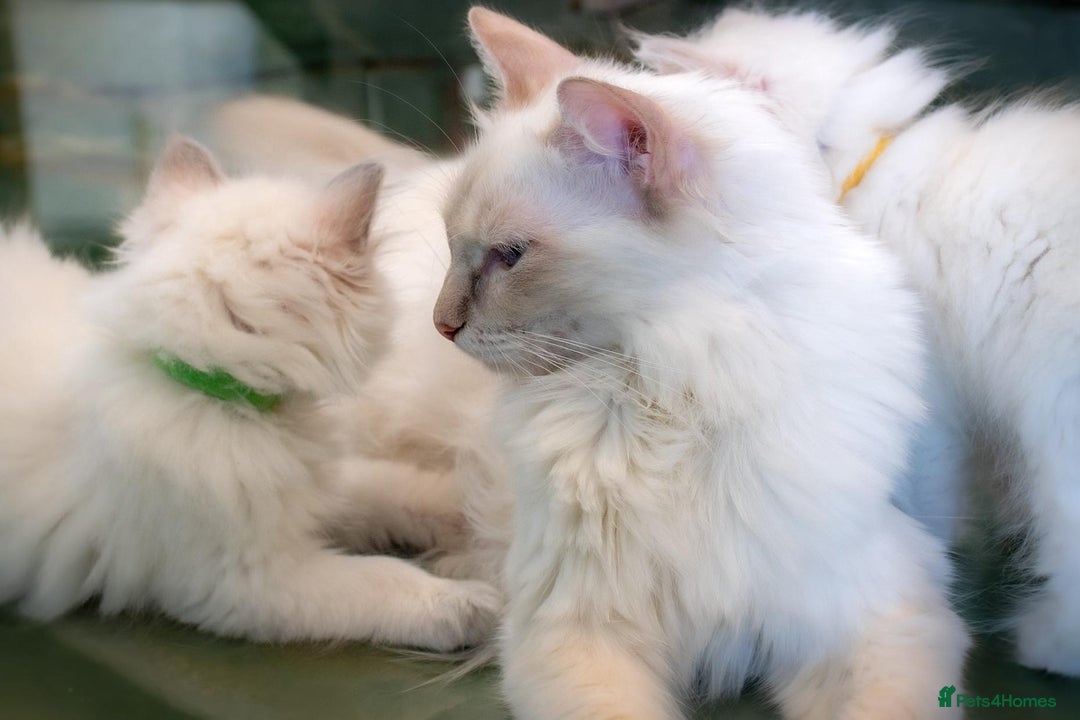 Ragdoll cats for sale: Ready Now GCCF Ragdoll Kittens Irresistibly Cuddly - Image 15