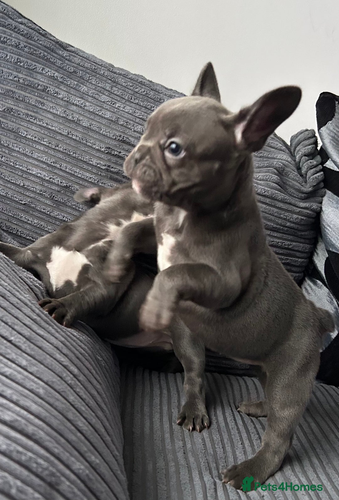 French Bulldog dogs for sale: French Bulldog Blue Girl 12 weeks old ! Last one - Advert 16