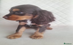 Cocker Spaniel dogs for sale: Beautiful cocker spaniel puppy’s  - Advert 12